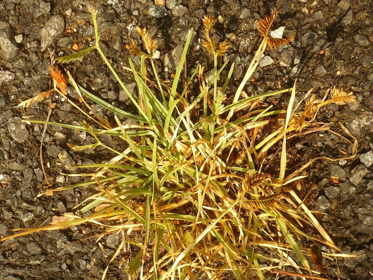 Eleusine tristachya (Poaceae)